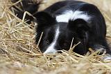 BORDER COLLIE 622